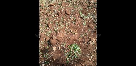 Grandinata nella Murgia barese: campagne devastate e ulivi danneggiati